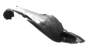 Articolo 3CQYK - LOCARO A/DX HYUNDAI SANTA FE 05/06>